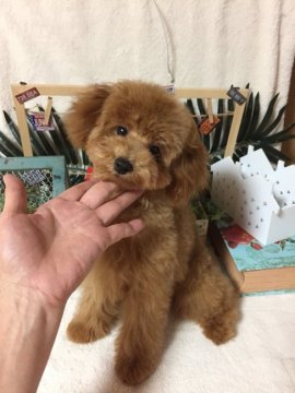 トイプードル(ティーカップ)【東京都・女の子・2018年4月4日・レッド】の写真「ティーカップ確定の可愛いプリンセスちゃん」