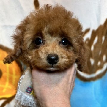 トイプードル(タイニー)【東京都・男の子・2022年11月7日・レッド】の写真「とっても可愛らしいらしい男の子
人懐こい子です」
