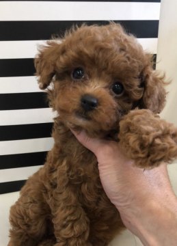 トイプードル(ティーカップ)【東京都・男の子・2018年7月14日・レッド】の写真「可愛らしいプリンス君、若干お値段下げました」