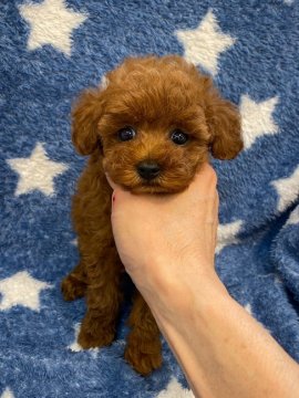 トイプードル(ティーカップ)【東京都・女の子・2020年8月6日・レッド】の写真「当犬舎最強コンビの子です‼️」