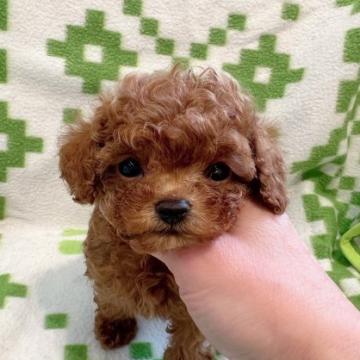 トイプードル(ティーカップ)【東京都・男の子・2022年5月31日・レッド】の写真「チビチビで可愛い男の子ですよ」