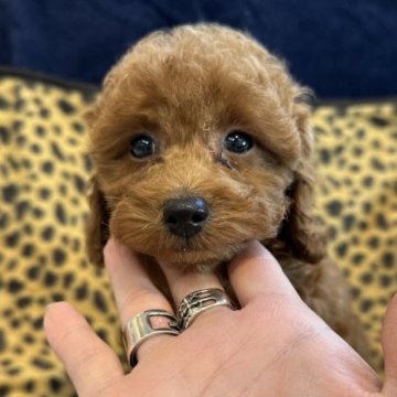 トイプードル(トイ)【東京都・女の子・2023年3月11日・レッド】の写真「おっとりのんびりさんな女の子です」