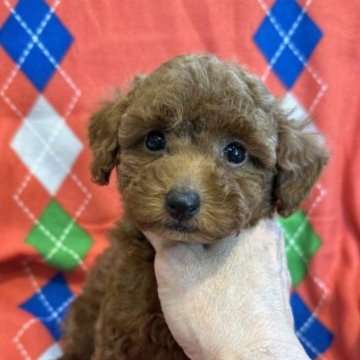 トイプードル(タイニー)【東京都・女の子・2023年3月12日・レッド】の写真「可愛らしいおとなしめな女の子です」