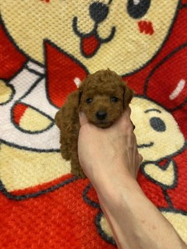 トイプードル(タイニー)【東京都・男の子・2020年5月10日・レッド】の写真「甘えたさんな男の子ですよ」