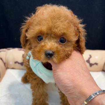 トイプードル(ティーカップ)【東京都・男の子・2022年7月15日・レッド】の写真「チビチビな可愛い男の子です
とっても懐こいですよ」