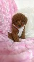 タイニープードル【東京都・女の子・2014年3月29日・レッド】の写真5