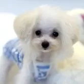 ティーカッププードル