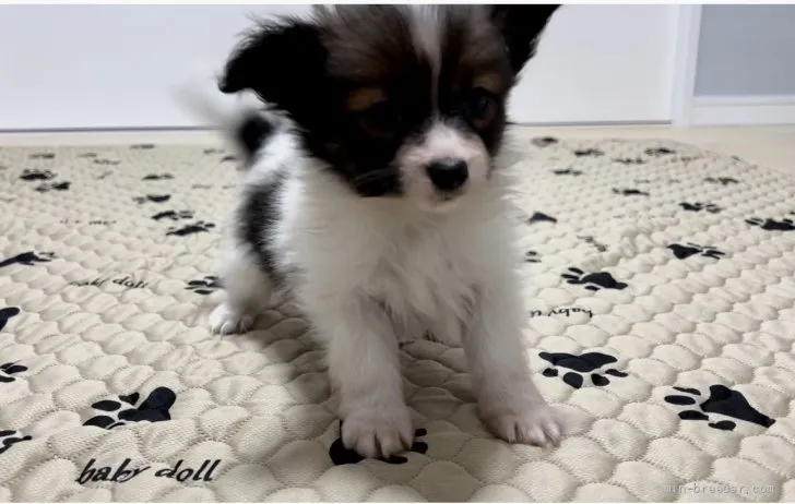 ID：2204-02337の子犬