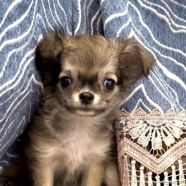 ID：2410-05233の子犬