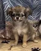 チワワ(ロング)【埼玉県・女の子・2024年7月26日・フォーンホワイト】の写真2