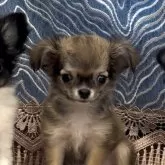 チワワ(ロング)【埼玉県・女の子・2024年7月26日・フォーンホワイト】の写真4