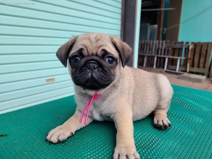 ID：2109-03262の子犬