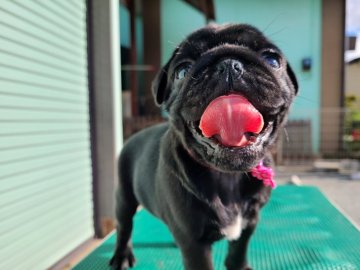 パグ【青森県・女の子・2021年8月7日・ブラック】の写真「ビックで穏やかな女の子」
