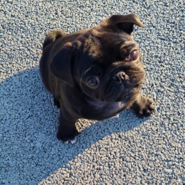 パグ【青森県・女の子・2024年2月23日・ブラック】の写真「良く食べ、良く遊び、ぽっちゃりさん☺️」