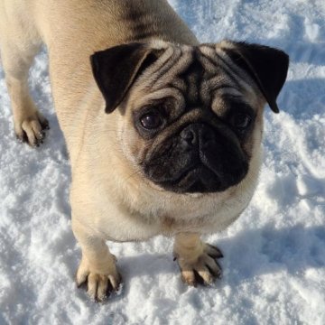 パグ【青森県・男の子・2022年6月3日・フォーン】の写真「遊ぶ、食べるが大好き🍀😌🍀」