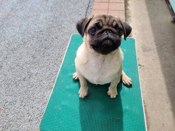 パグ【青森県・女の子・2021年5月12日・フォーン】の写真「顔、体型バンスの良い女の子🍀」
