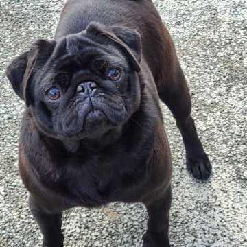 パグ【青森県・女の子・2023年6月16日・ブラック】の写真「毛あし短く、お顔の可愛い、バランスの良い子♪」