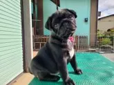 パグ【青森県・女の子・2021年8月7日・ブラック】の写真2「胸の白い毛もポイント⭐」