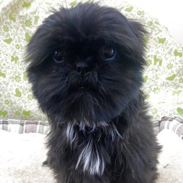 シーズー【三重県・女の子・2025年7月31日・ブラック】の写真「愛嬌あります」