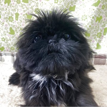 シーズー【三重県・女の子・2025年7月31日・ブラック】の写真「愛嬌あります」