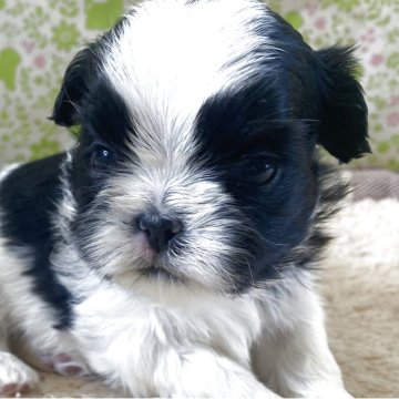 シーズー【三重県・男の子・2025年11月11日・ブラック&ホワイト】の写真「愛嬌あります」