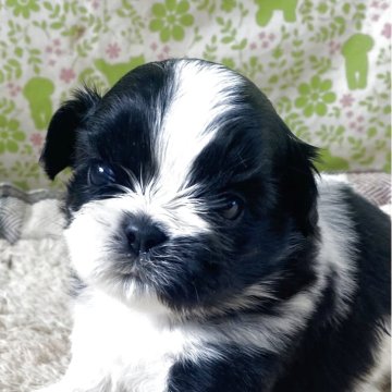 シーズー【三重県・男の子・2025年11月11日・ブラック&ホワイト】の写真「愛嬌あります」