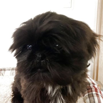 シーズー【三重県・女の子・2025年7月31日・ブラック】の写真「愛嬌あります」