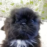 シーズー