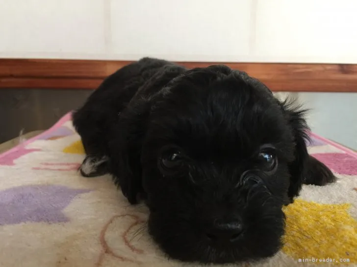 ID：1903-00575の子犬