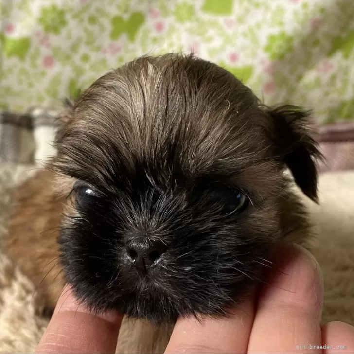 ID:2402-02822の子犬