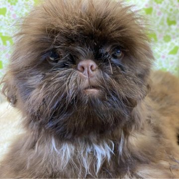 シーズー【三重県・男の子・2024年3月15日・ブラウン】の写真「愛嬌あります」