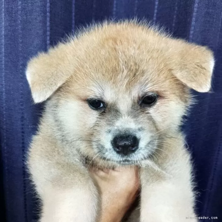 ID:2506-08172の子犬