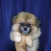 秋田犬【愛知県・女の子・2025年5月20日・赤毛 長毛タイプ】の写真1「可愛い目をした女の子顔や耳の黒は成長とともに数ヶ月で消えていきます。」
