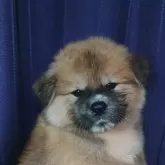 秋田犬