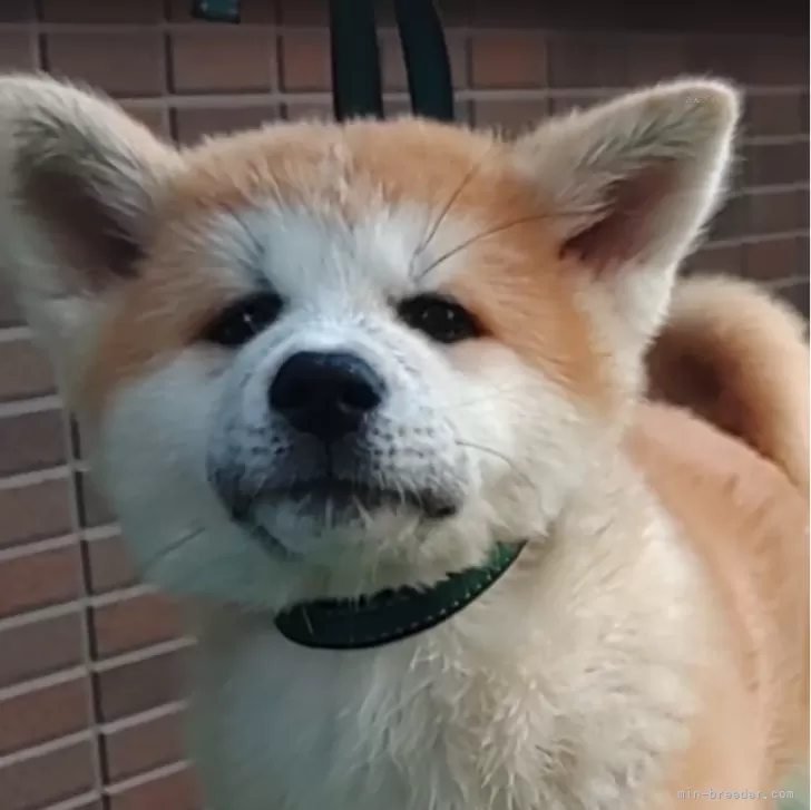 ID:2409-07721の子犬