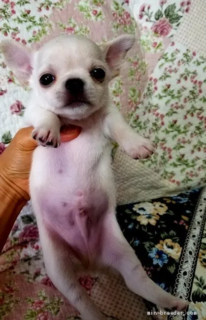 ID：2006-00532の子犬