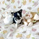 チワワ(スムース)