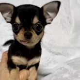 チワワ(スムース)【埼玉県・女の子・2024年10月1日・ブラック&タン】の写真1