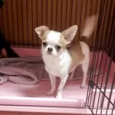 チワワ(スムース)