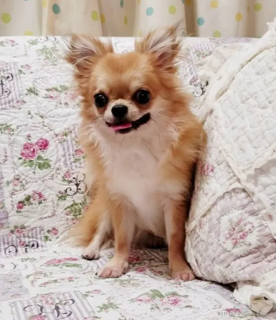 ID:1910-01452の子犬