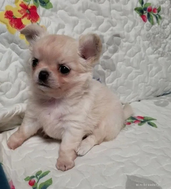 ID：2012-00287の子犬