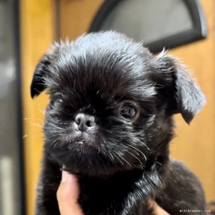 ID：2310-04002の子犬