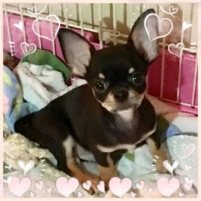 ID：1709-02163の子犬