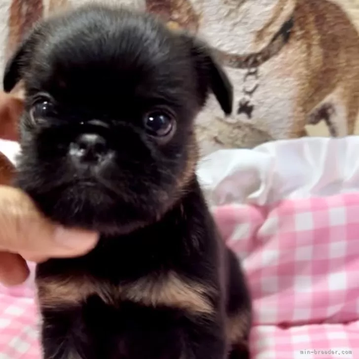 ID：2406-01810の子犬