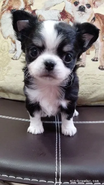 ID：2201-04192の子犬