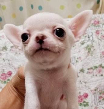 チワワ(スムース)【埼玉県・男の子・2019年9月12日・ホワイト(クリームに変わることもあります)】の写真「真っ白のスムチー君」