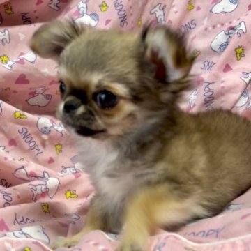 チワワ(ロング)【埼玉県・女の子・2022年12月31日・レッド】の写真「子猫みたいに可愛い女の子♪」