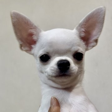 チワワ(スムース)【埼玉県・男の子・2024年2月22日・クリーム】の写真「血統優秀な男の子です(^^)」