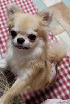 チワワ(ロング)【埼玉県・男の子・2020年1月1日・フォーン】の写真「小ぶりな男の子です♪」