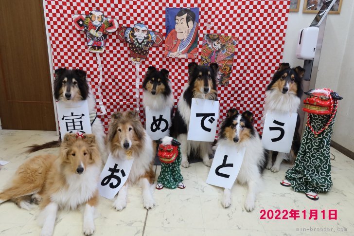 野々山　充(ののやま　みつる)ブリーダー(愛知県・パピヨンなど・JKC/日本コリークラブ登録)の紹介写真5